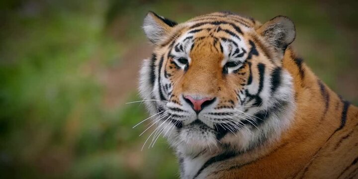 The tiger is sleepy because it ate too much at the zoo.