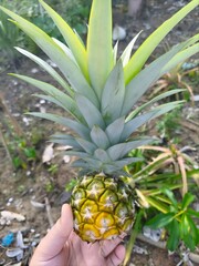 Fototapeta premium A small pineapple fruit held by a hand. 