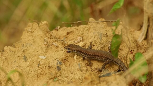 A common wall lizard eats a captured insect and then repeatedly flicks its tongue to clean its mouth.