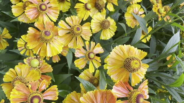 Bicolour Helenium autumnale flowers blooming in a garden bed during autumn.