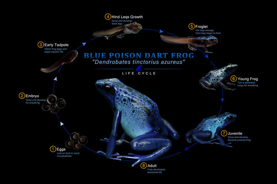 Life cycle Blue poison dart frog (Dendrobates tinctorius azureus) close-up isolated on black background, Developmental biology educational, Frog Life Cycle Diagram