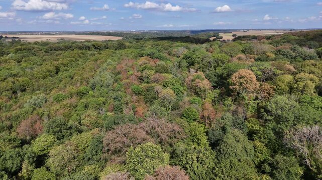 las canicule et la s&eacute;cheresse de l'&eacute;t&eacute; 2026 en France ont fait de gros d&eacute;g&acirc;ts sur les arbres et les for&ecirc;ts en Lorraine. La v&eacute;g&eacute;tation et les feuilles sont d&eacute;j&agrave; aux couleurs de l'automne au mois d'ao&ucirc;t