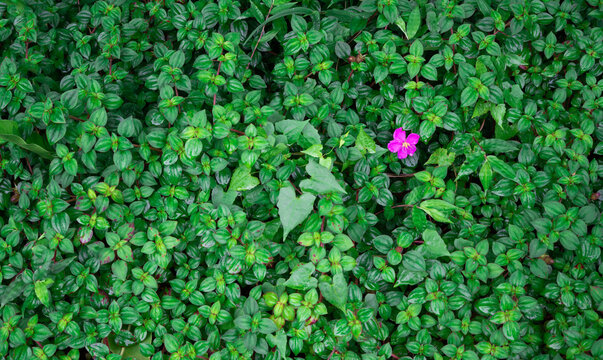 Top View of Green Groundcover Plant with Single Pink Flower Background