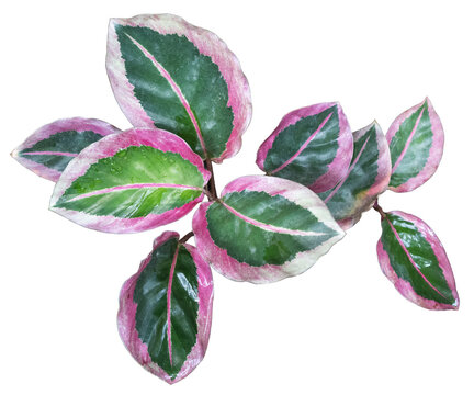 Pink Variegated Tropical Leaves Isolated on Transparent Background