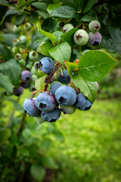 Ripe Blueberries Growing on a Lush Garden Bush