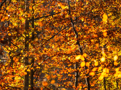 Autumn forest trees with vibrant golden leaves backlit by warm sun, nature tourism landscape featuring rich seasonal colors in the quiet woodland of Julian Alps, Tarvisio, Friuli, Italy region.