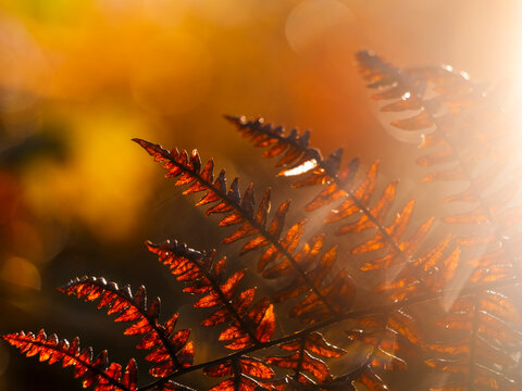 Autumn fern leaves glowing under golden sunset light in forest landscape, emphasizing nature tourism, exploration, and wild beauty in the Julian Alps, Tarvisio, Friuli, Italy. The vista point.