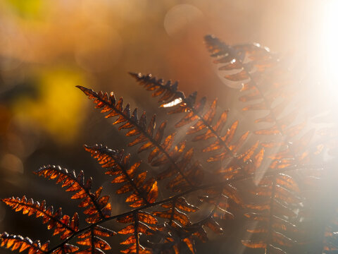 Brown autumn fern leaves glow in the soft golden sunlight from a forest, highlighting natural beauty and peaceful tourism in the woodland setting of the Julian Alps, Tarvisio, Friuli, Italy.