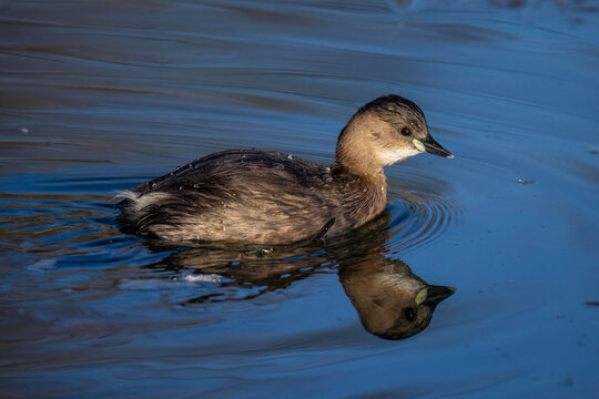 Zwergtaucher (Tachybaptus ruficollis)