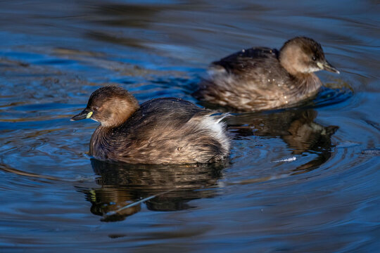 Zwergtaucher (Tachybaptus ruficollis)