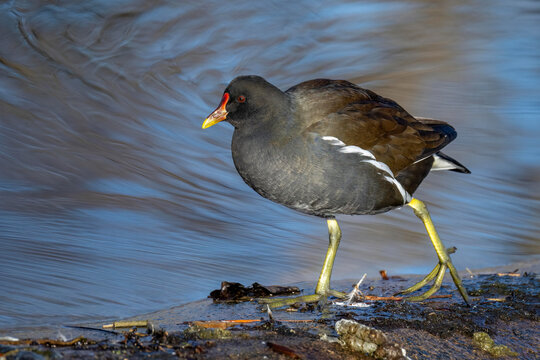 Teichhuhn (Gallinula chloropus)