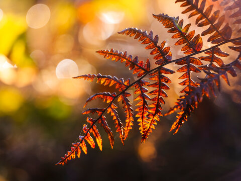 Autumn fern leaf with golden bokeh background highlights seasonal nature tourism, providing copy space for travel concepts in the Julian Alps, Tarvisio, Friuli, Italy, a scenic forest spot..