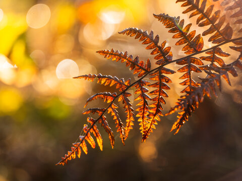 Golden autumn fern leaf backlit by sunlight provides a natural copy space for exploration and tourism themes in a serene woodland environment, the Julian Alps, Tarvisio, Friuli, Italy.