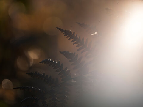 Fern leaves backlit by glowing sunlight in a tranquil forest, capturing the essence of nature and outdoor exploration, featuring soft bokeh background, Julian Alps, Tarvisio, Friuli, Italy. 000000