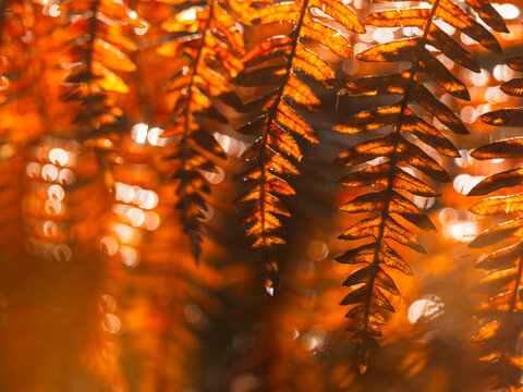 Golden autumn fern leaves glowing in the warm sunlight symbolize the seasonal nature tourism found within the serene forest environments of the Julian Alps, Tarvisio, Friuli, Italy. Explore.