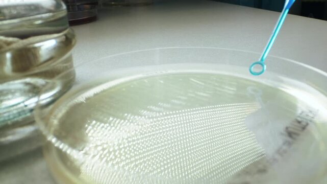 Turquoise inoculation loop hovers above clear petri dish on pale work surface, with bright dotted reflection across liquid, blurred glass container at left, soft dark background, cool indoor light