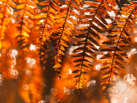 Golden fern leaves glowing in warm sunlight against an autumn forest bokeh, highlighting nature tourism destination concept for wilderness exploration, Julian Alps, Tarvisio, Friuli, Italy.