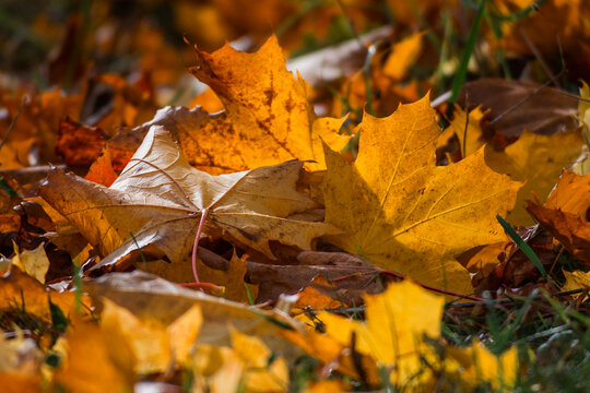 Golden maple leaves on ground in warm autumn sunlight

Description:
Close-up of golden and orange maple leaves lying on grass in warm autumn sunlight. Natural seasonal background for fall, October, ch