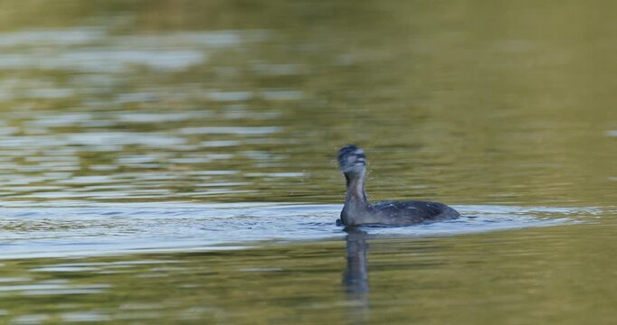 Aggressive eurasian coot attacking juvenile great crested grebe diving away at sunset slow motion