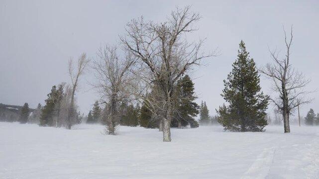 Snowy and windy landscape with trees in Wyoming shot in 4K