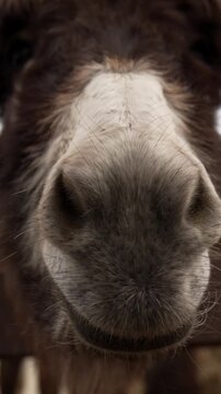 Extreme macro close up of light donkey eye and fur vertical video