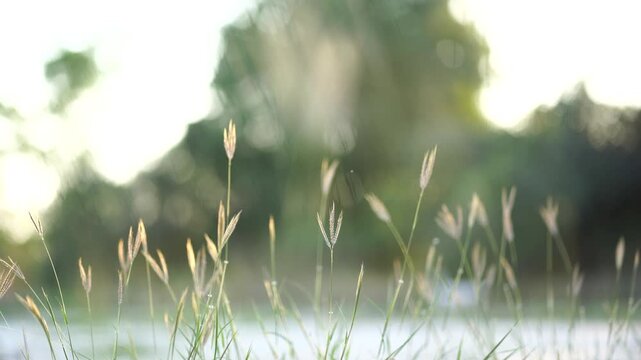 A moody, natural shot focusing on tall wild grass stems and seed heads blowing gently against a blurred green and white background.
