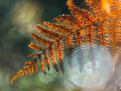 Autumn fern leaf backlit by golden sunlight in a lush forest environment represents seasonal nature exploration, quiet travel and tourism destination in the Julian Alps, Tarvisio, Friuli, Italy.