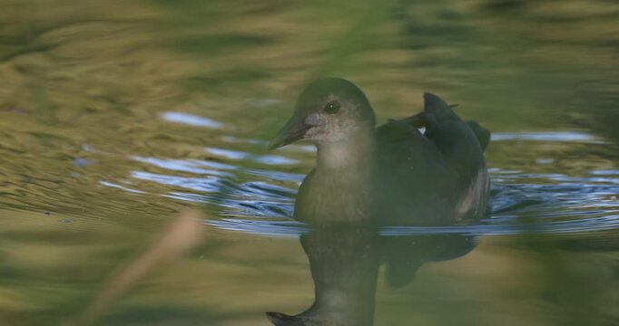 Close-up of juvenile eurasian moorhen swimming on lake through blurred foliage in golden hour sunset light slow motion