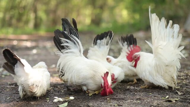 A group of white chickens and a rooster with black tail feathers pecking for food on the soil ground of a rural farmyard.
