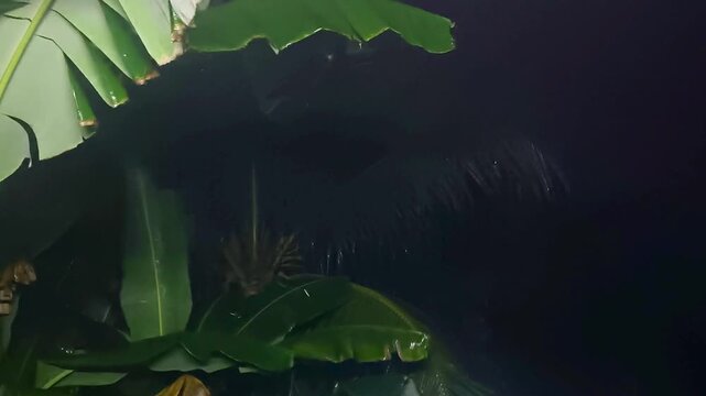 Tropical Heavy Rain Night Atmosphere with Green Banana Leaves Background