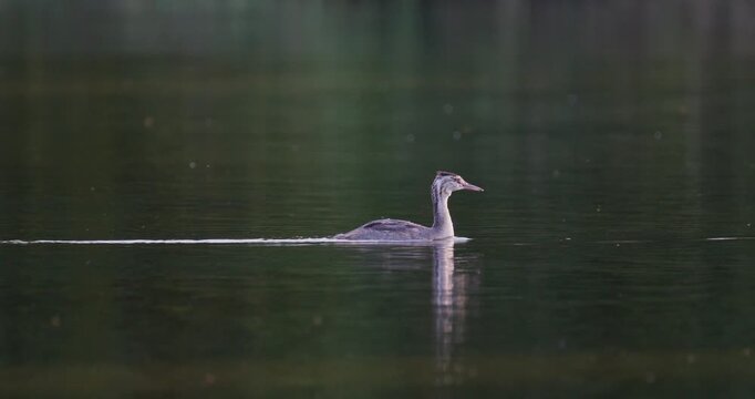 Curious juvenile great crested grebe swimming on lake in golden hour sunset light slow motion