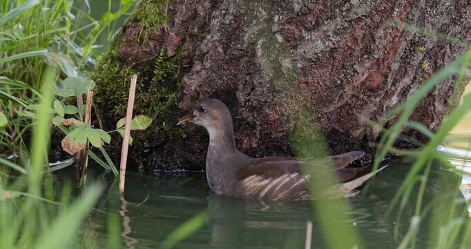 Close-up of juvenile eurasian moorhen swimming to tree trunk and pecking food from bark in golden hour sunset light slow motion