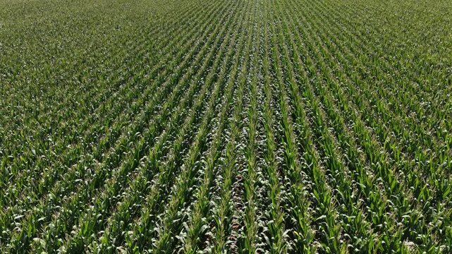 Vast green corn field rows from a slow forward drone perspective