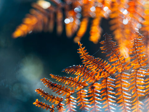 Golden autumn fern leaves catching sunlight highlight the serenity of nature tourism and forest exploration in the wilderness, Julian Alps,Tarvisio,Friuli,Italy, a beautiful outdoor destination.