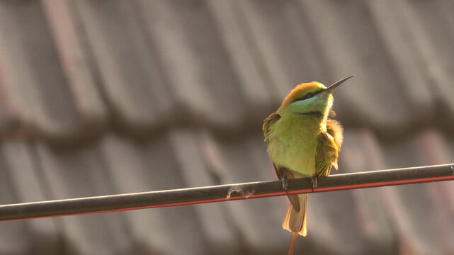 Asian Green Bee-eater Perched on Wire with Rooftop Background Wildlife Stock Footage. Little Green Bee-eater Bird Sitting on Electric Cable Looking at Camera.
