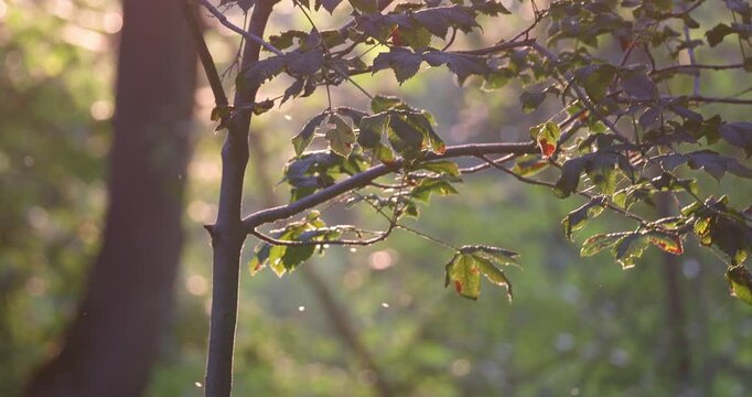 Tilt up camera movement showing insects swarming near tree leaves ending with bright sun flare in golden hour light slow motion