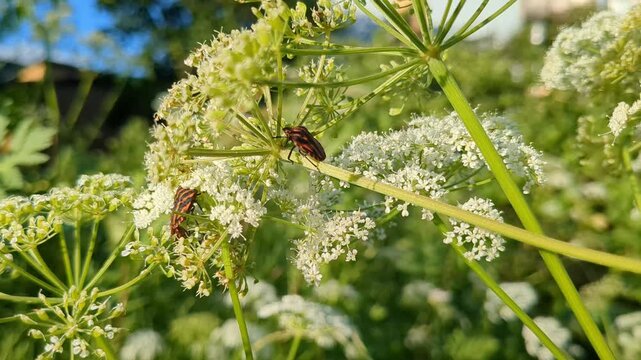 Striped bug insect walking toward another insect on flower, two insects in nature
