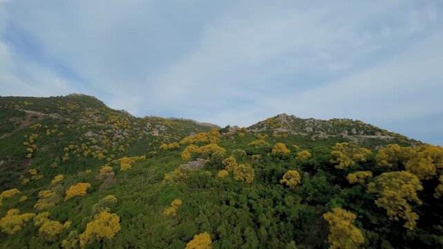 Cinematic FPV drone footage climbing a hillside blanketed in blooming yellow Mount Etna broom toward a winding mountain road near Canyon Gorropu, Baunei, Sardinia.