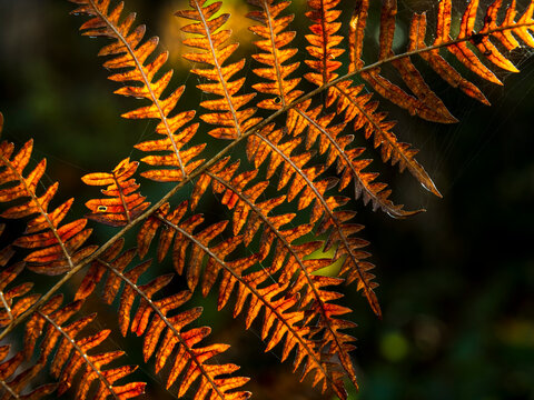 Brown autumn fern leaf backlit by sunlight in a forest, representing seasonal nature exploration and outdoor travel, detailed botanical photography in the Julian Alps, Tarvisio, Friuli, Italy.