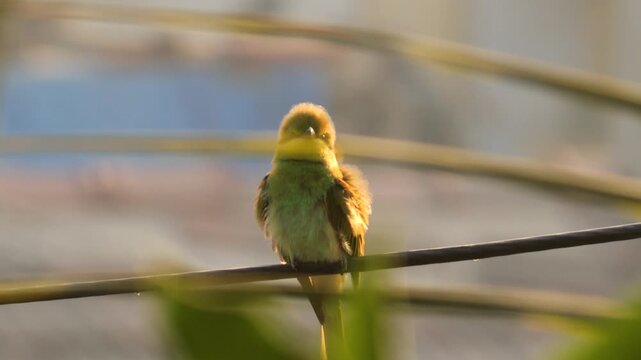 Asian Green Bee Eater Bird Perched on Wire in Golden Hour Sun. Small Colorful Bee-Eater Wild Bird Sitting on Cable Outdoor.