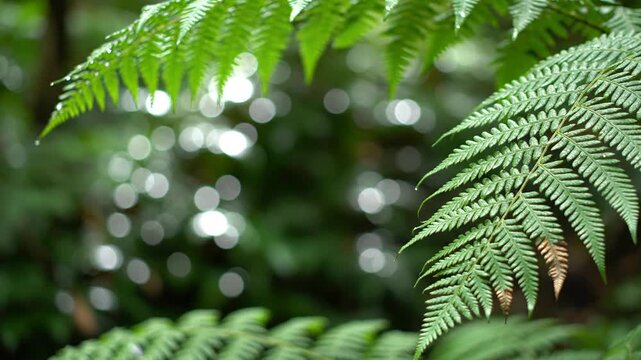 Bright green fern fronds in lush forest setting with bokeh effect
