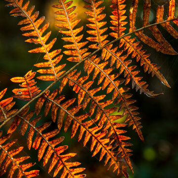 Autumn fern leaf backlit by warm golden sunlight glows in the forest, offering a serene nature tourism destination concept found deep within the Julian Alps, Tarvisio, Friuli, Italy.