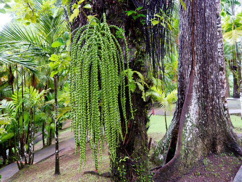 Balata Botanical Garden, Martinique, The Caraibean, France.