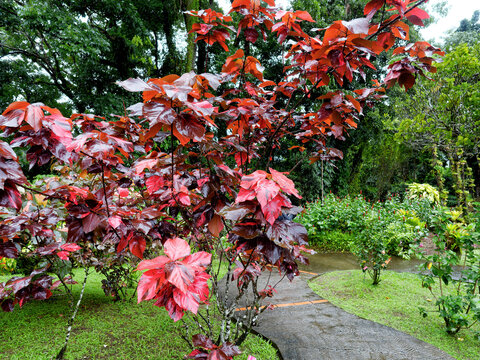 Balata Botanical Garden, Martinique, The Caraibean, France.