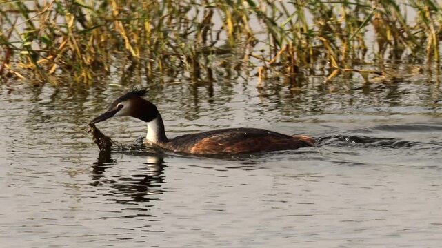 Great Crested Grebe Swimming and Gathering Nest Material in Reeds at Golden Hour. Water Bird Great Crested Grebe Collecting Aquatic Vegetation for Nest Building.