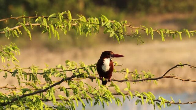 White-throated Kingfisher Perched on Thorny Branch in Morning Light. Halcyon smyrnensis Bird Sitting on Acacia Tree Closeup 4K Stock Footage.
