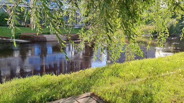 A calm slow motion background video of an urban park environment, willow leaves slowly swaying in the sunlight on the bank of a clean city river.