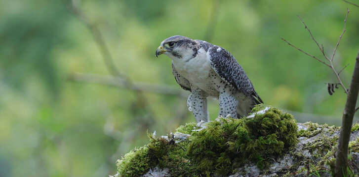 Peregrine Falcon alert on mossy rock against green woodland