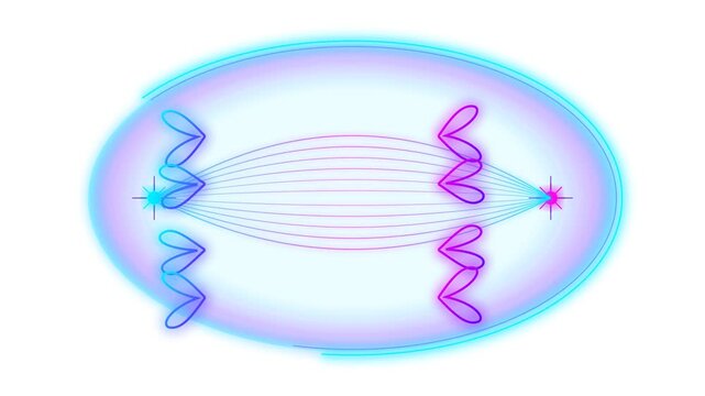 Biological Cellular Division Process Featuring Anaphase Stage With Spindle Fibers And Chromatids Moving Towards Centrosome Poles Illustration