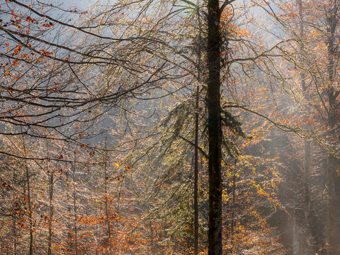 Autumn forest trees with vibrant orange leaves and golden sunbeams illuminate a misty woodland landscape for nature tourism exploration in the scenic Julian Alps, Tarvisio, Friuli, Italy.